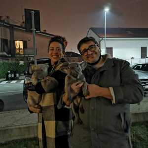 Olaszország 2020,  Francia bulldog kiskutyák szállítása